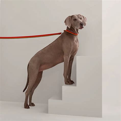 hermes dog collar and leash